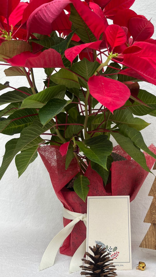 Planta de Navidad o Poinsettia Sencilla