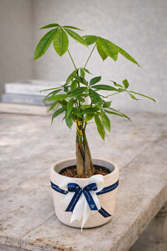 Pachira: Árbol de la Prosperidad con Matera barro rosado | Regalo