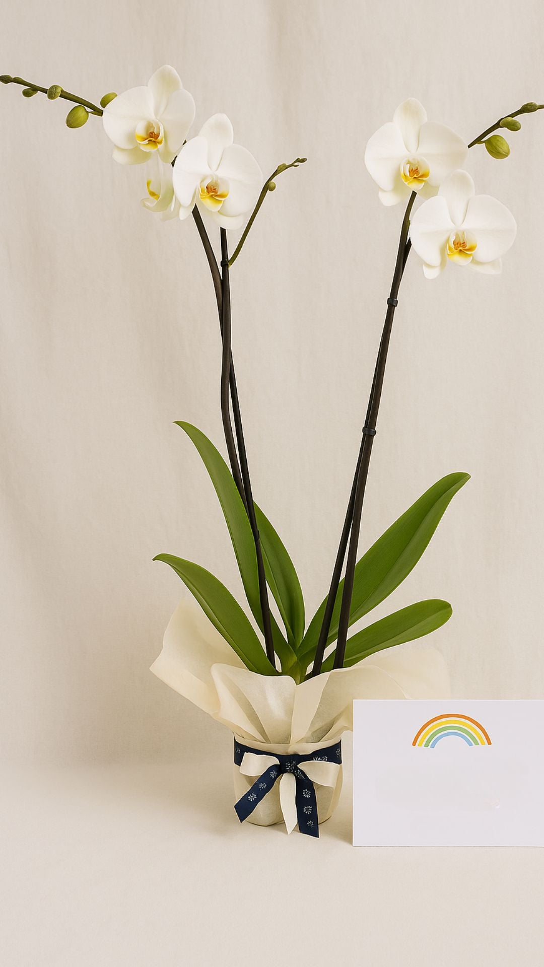 Orquídea doble vara con bono de donación| Condolencias