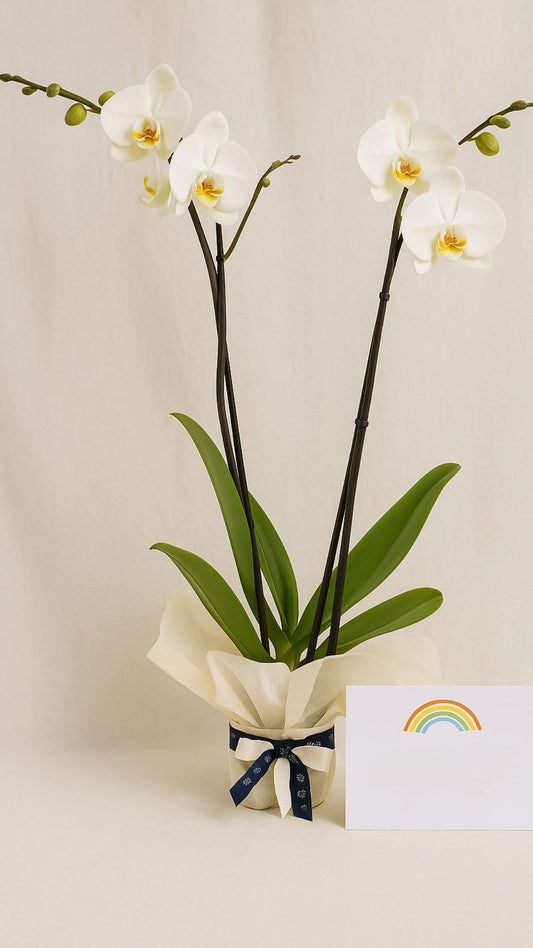 Orquídea doble vara con bono de donación| Condolencias