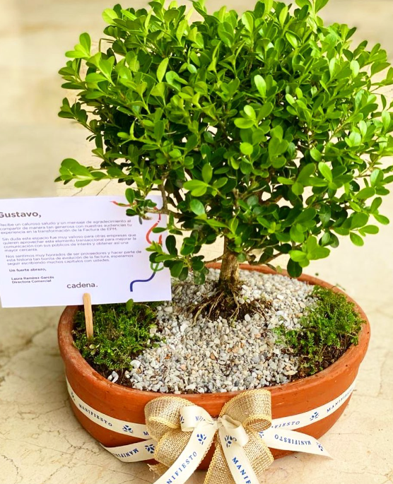 bonsai tradicional