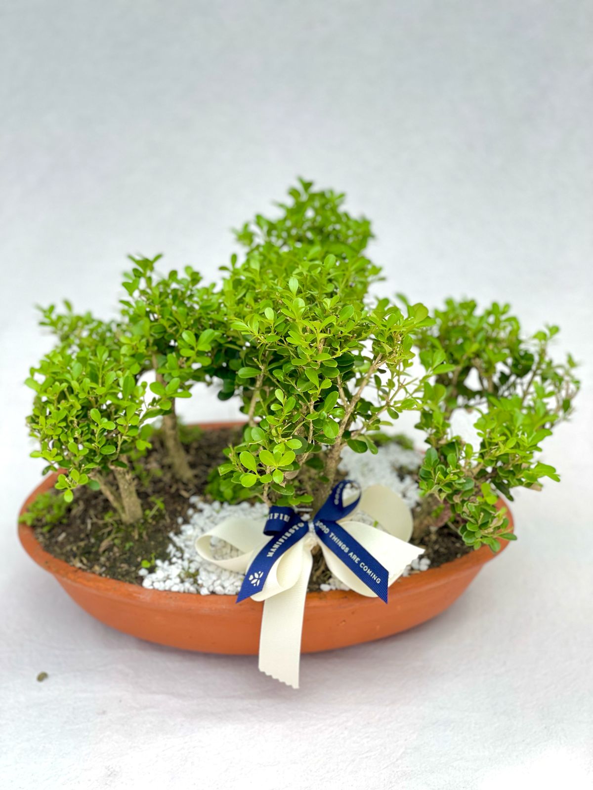 Bonsai de bosquecito