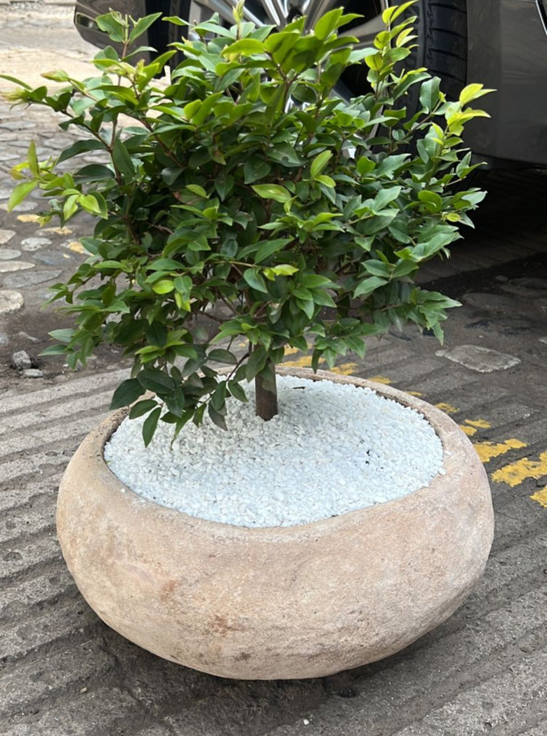 Bonsai en matera rústica