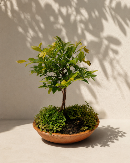 Bonsai Pequeño