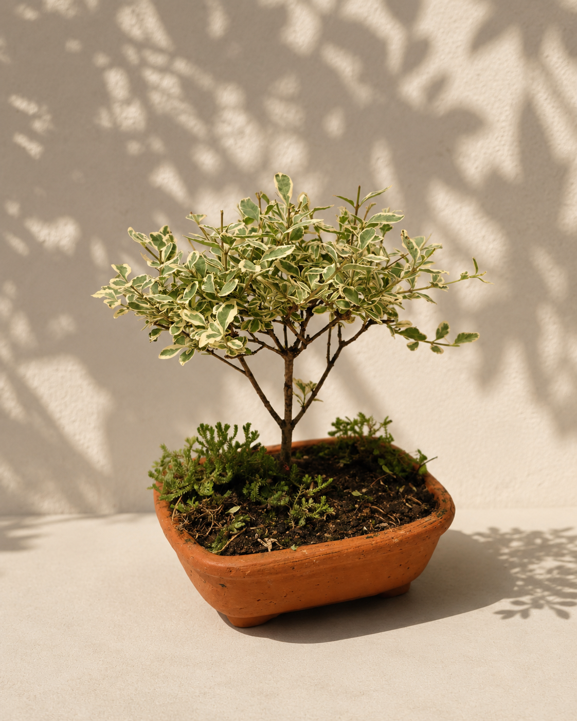 Bonsai Pequeño