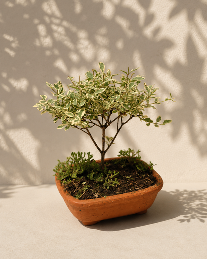 Bonsai Pequeño