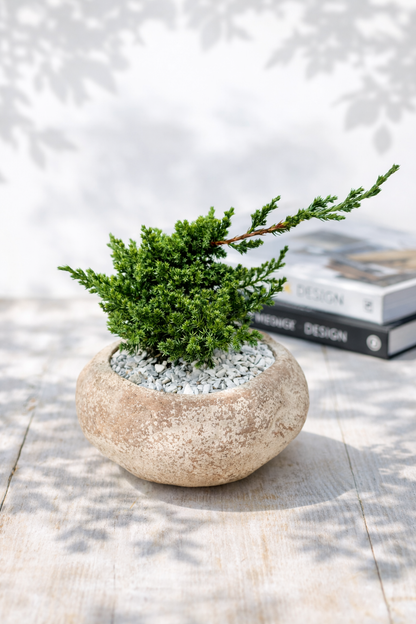 Bonsai pino matera rústica mediana