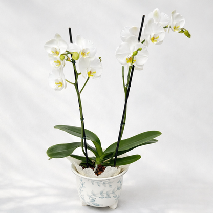 Matera Artesanal + Orquídea | Diseño Local y Solidario