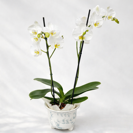 Matera Artesanal + Orquídea | Diseño Local y Solidario