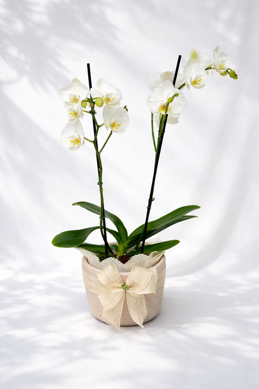 Orquídea  Doble Vara con matera de barro rosado | Regalo