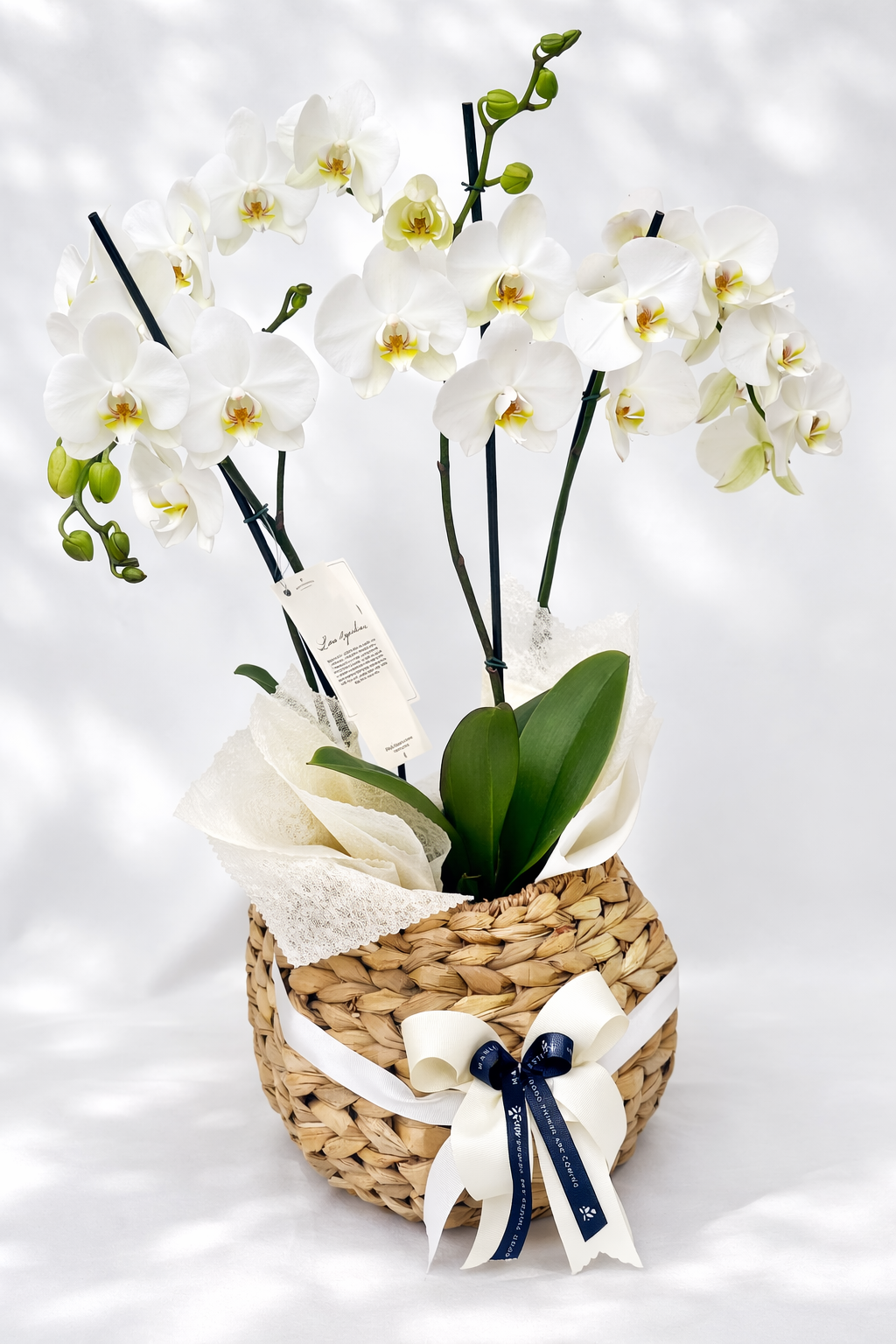 Arreglo 2  Orquídeas Phalenopsis Doble Vara en canasto bomba artesanal