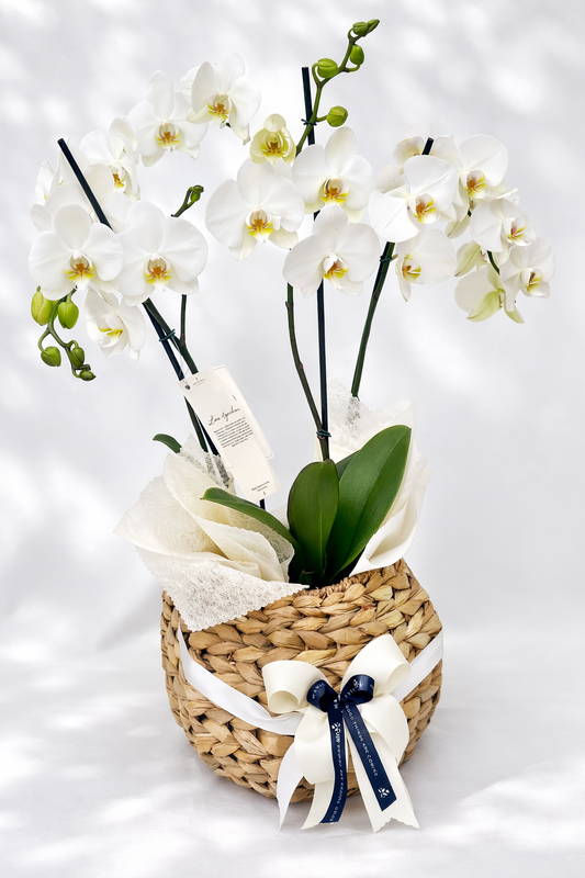 Arreglo 2  Orquídeas Phalenopsis Doble Vara en canasto bomba artesanal