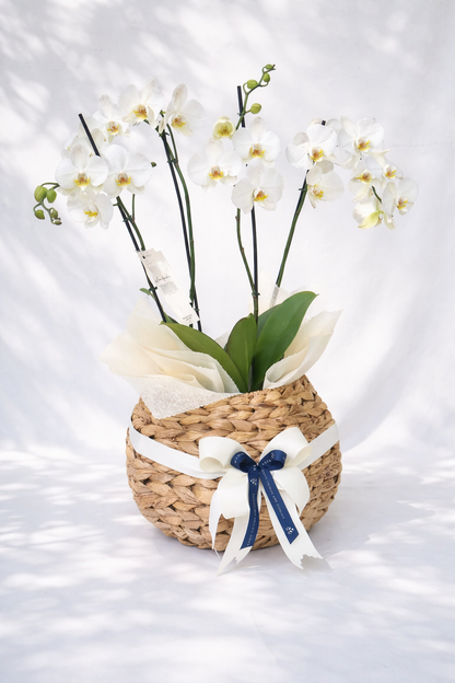 Arreglo 2  Orquídeas Phalenopsis Doble Vara en canasto bomba artesanal