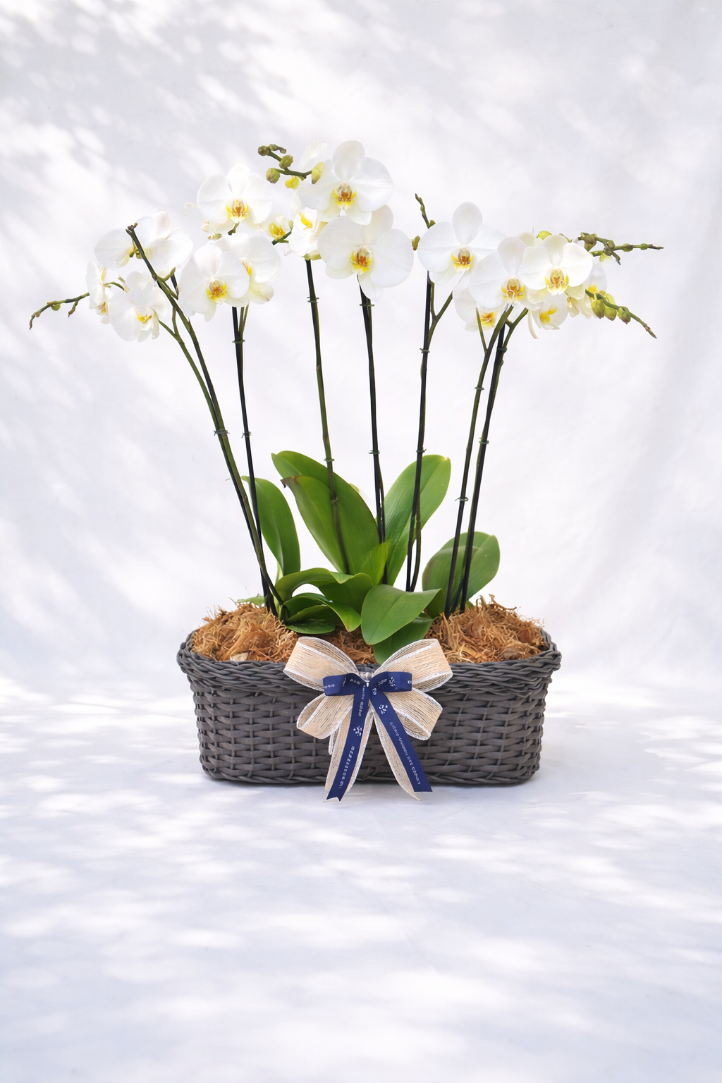 Arreglo de tres orquídeas phalenopsis doble vara |Regalo especial
