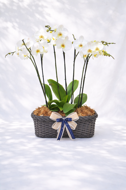 Arreglo de tres orquídeas phalenopsis doble vara |Regalo especial