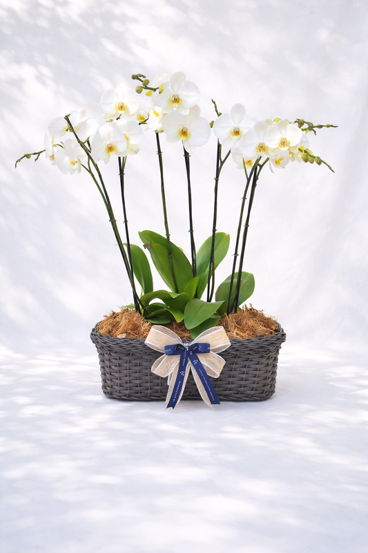 Arreglo de tres orquídeas phalenopsis doble vara |Regalo especial