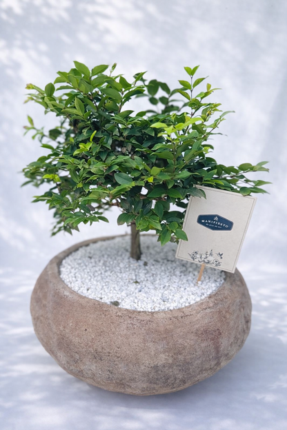 Bonsai en base rústica