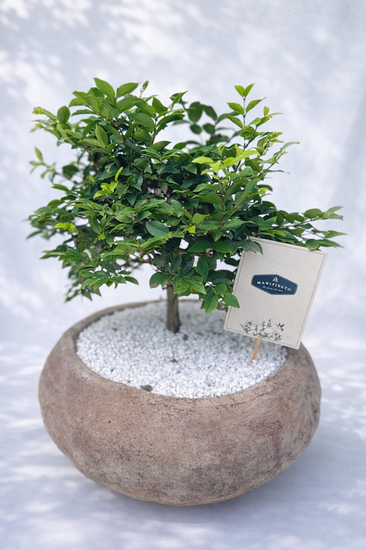 Bonsai en base rústica