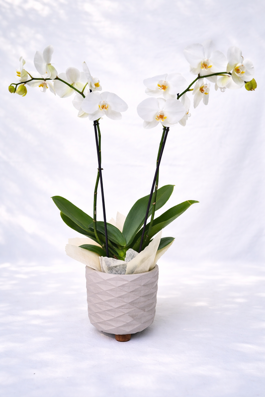 Orquídea Phalaenopsis Large Doble Vara con matera de concreto | Regalo