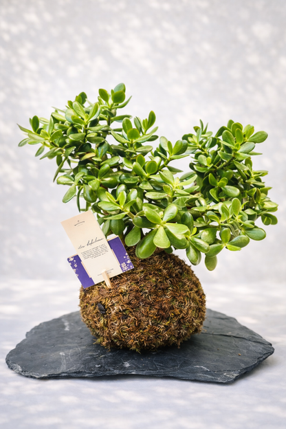 Koke – Arte Japonés de Kokedama en Base de Piedra