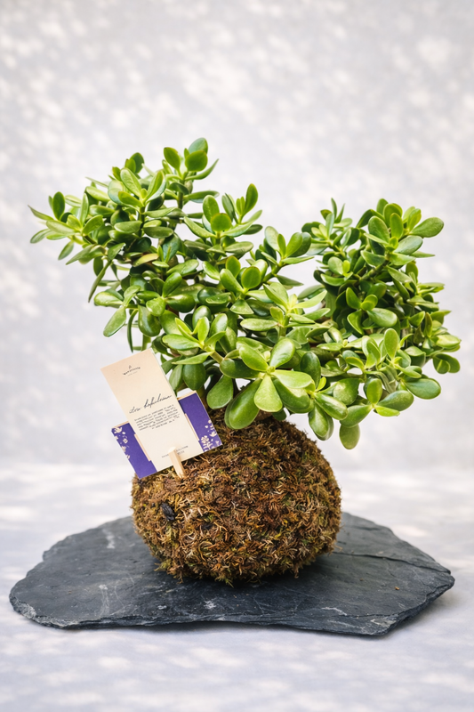 Koke – Arte Japonés de Kokedama en Base de Piedra