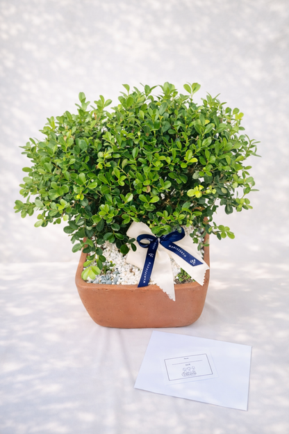 Bonsai tradicional