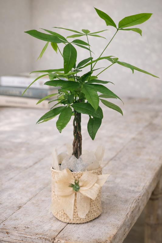 Pachira: Árbol de la Prosperidad con Matera de fique |regalo con símbolo