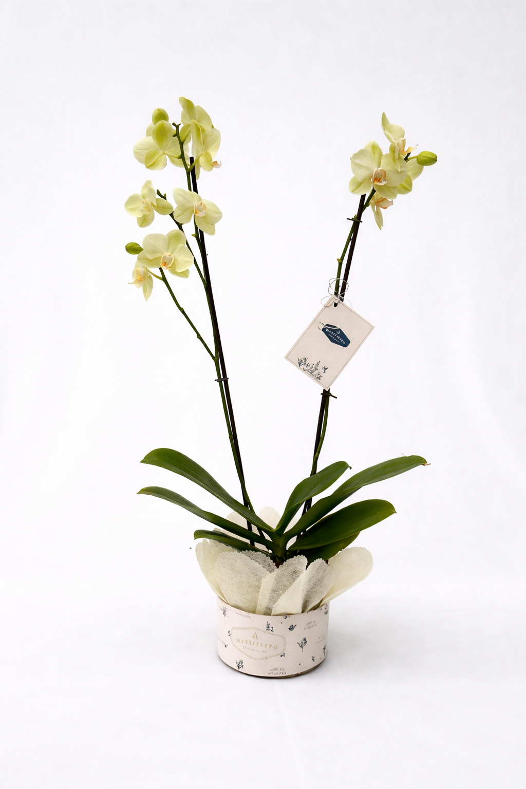 Orquídea Phalaenopsis Large Doble Vara empacada