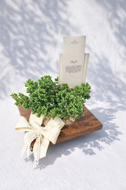 Pino en base de Madera