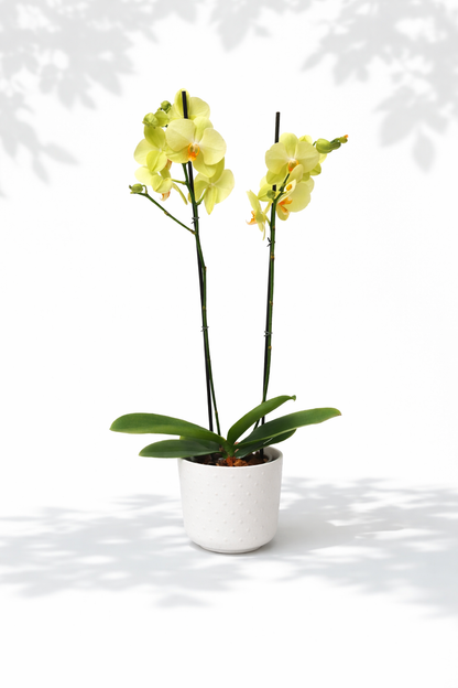 Orquídea Bogotá Doble Vara con matera de cerámica blanca con punticos