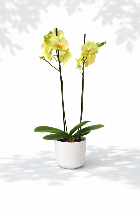 Orquídea Bogotá Doble Vara con matera de cerámica blanca con punticos