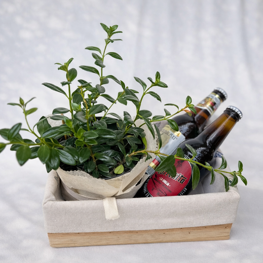 Cerveza conversada- Guacal de madera con cervezas artesanales y planta verde