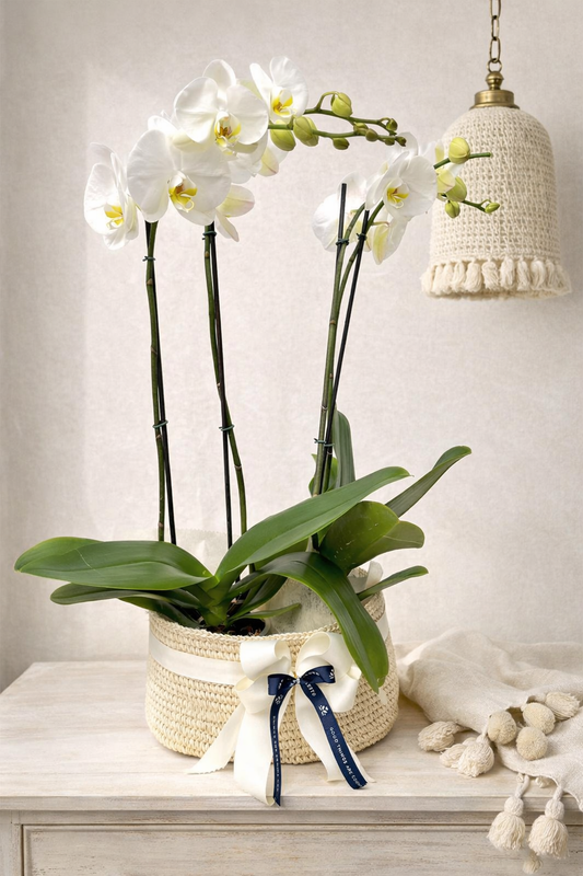 Dos Orquídeas con matera de fique Bogotá | Regalo Especial