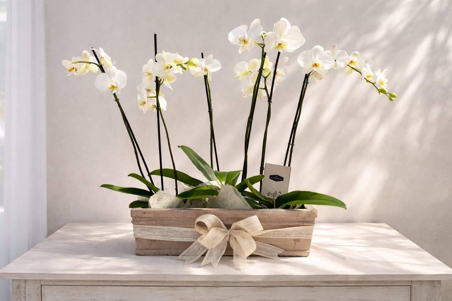 Matera Rústica Orquídeas Phalaenopsis | Regalos Especial