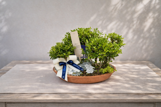 Bonsai de Bosquecito