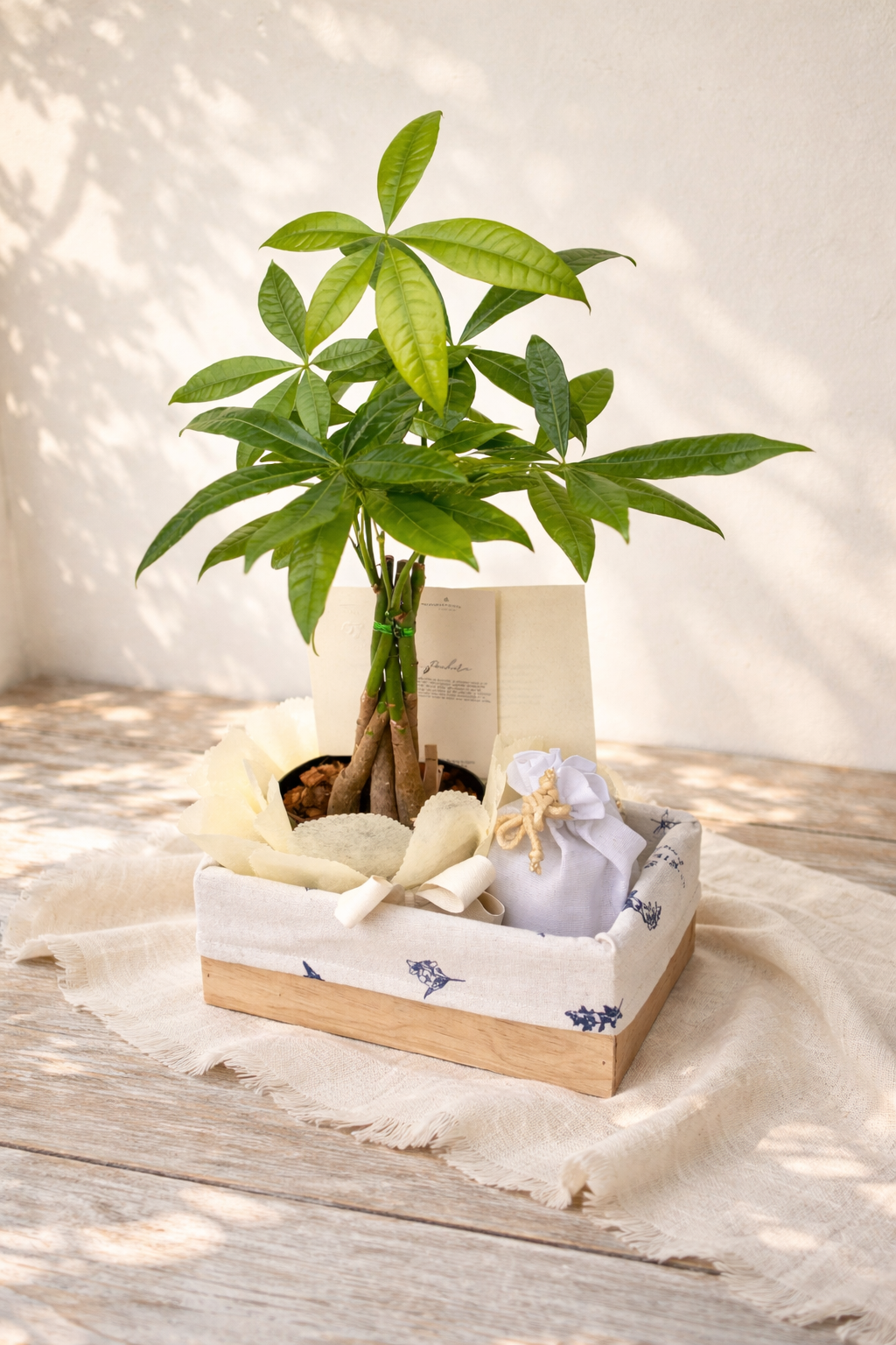 Pachira: La Planta de la Buena Fortuna | Ritual con Velas para la Prosperidad