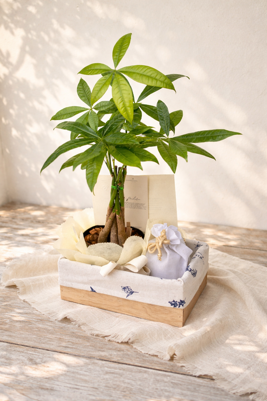 Pachira: La Planta de la Buena Fortuna | Ritual con Velas para la Prosperidad