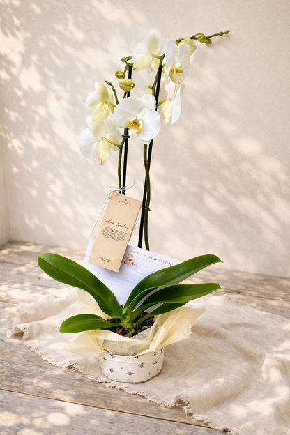 Orquídea doble vara con bono de donación| Condolencias
