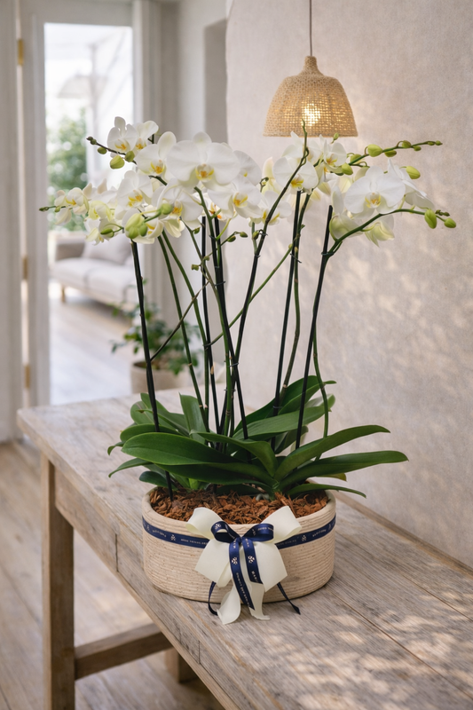 3 Orquídeas Phalaenopsis Doble Vara con Matera Artesanal