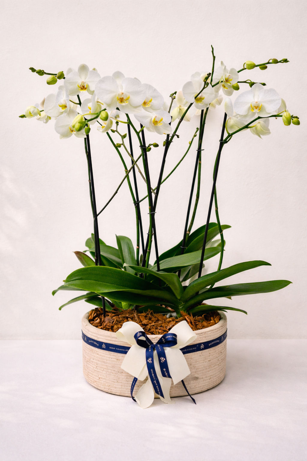 3 Orquídeas Phalaenopsis Doble Vara con Matera Artesanal