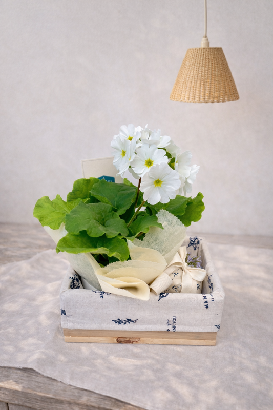 Florecitas con velas| Calma y luz
