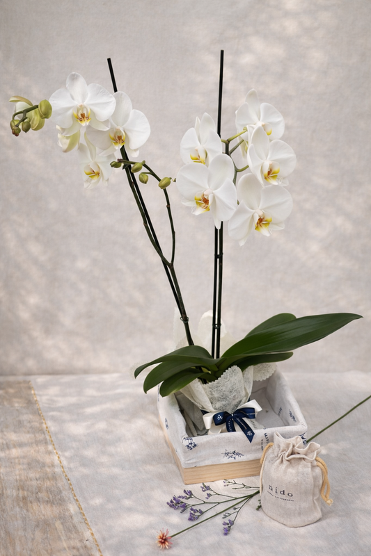 Orquídea con vela  | Una luz para ti