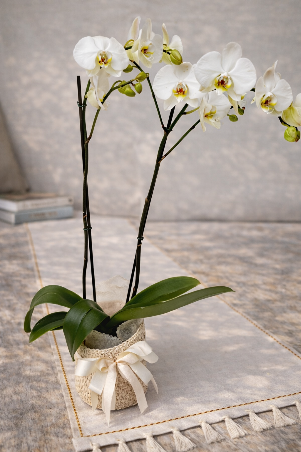 Orquídea Doble Vara con matera de fique | Regalo