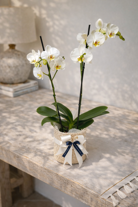 Orquídea Doble Vara con matera de fique | Regalo