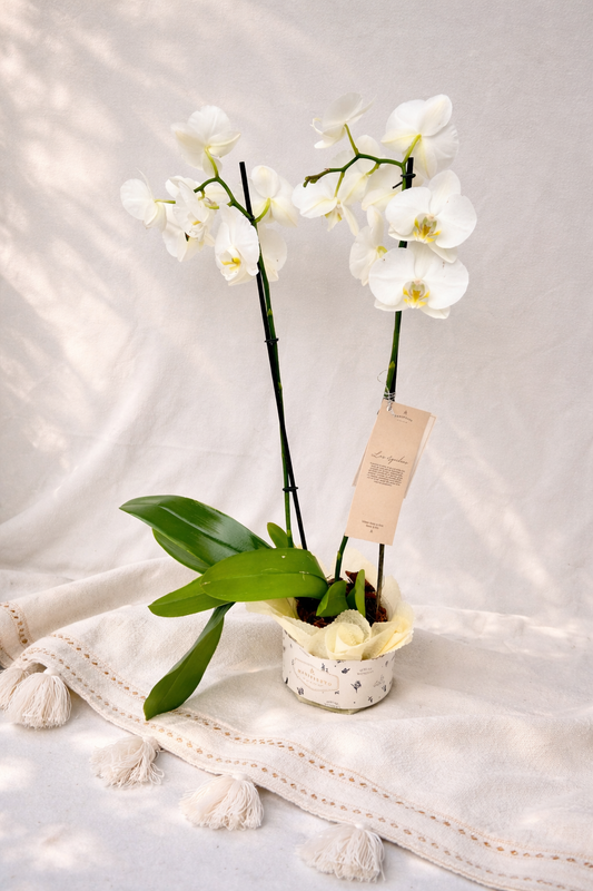 Orquídea Phalaenopsis Large Doble Vara empacada