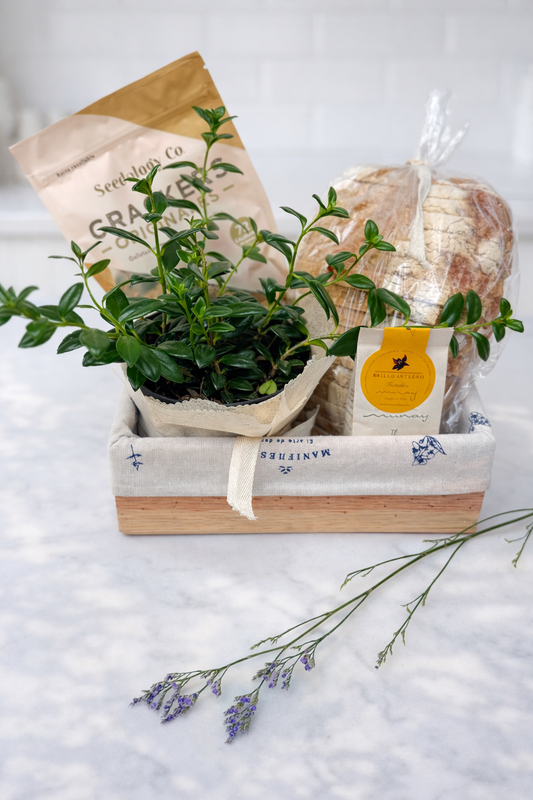 Calma y gratitud |Planta, crackers, tes y planta