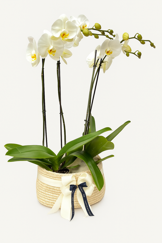 Dos Orquídeas con matera de fique | Regalo Especial