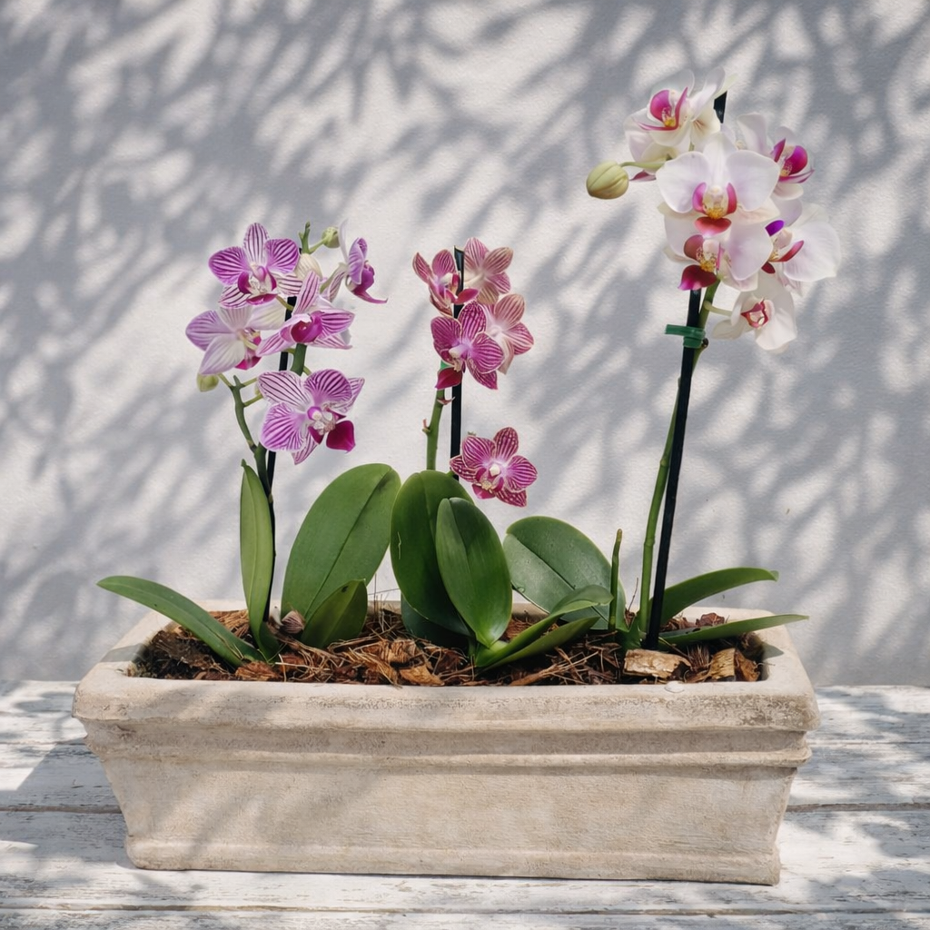 3 Mini orquideas en matero rústico