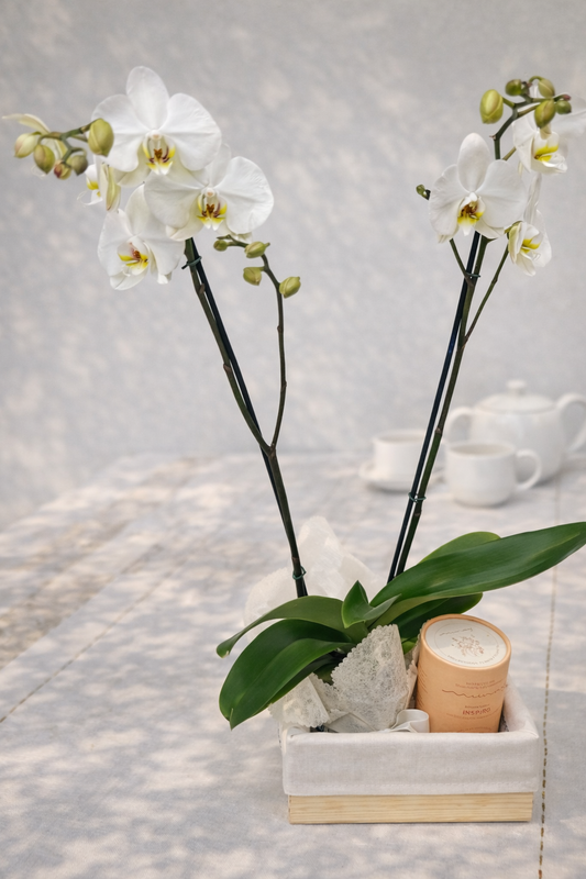 Orquídea con tubo de té  | Calma para ti