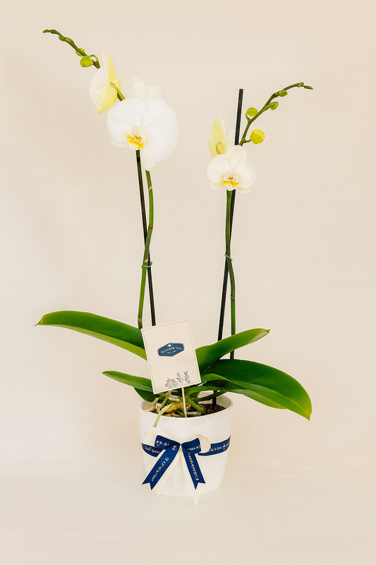 Orquídea Doble Vara con matera blanca plástica | Regalo